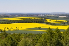 Koolzaadvelden - Yellow Fields